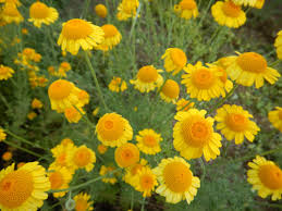 Image result for Anthemis tinctoria