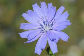 Image result for Zichorie