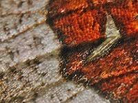 Attēlu rezultāti vaicājumam “Selenia tetralunaria”