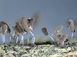 Attēlu rezultāti vaicājumam “Stemonitopsis typhina spores”