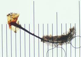 Attēlu rezultāti vaicājumam “Stemonitopsis hyperopta var. landewaldii”