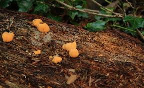 Attēlu rezultāti vaicājumam “Tubifera ferruginosa (subsp. ferruginosa) spores”