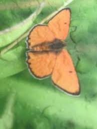 Attēlu rezultāti vaicājumam “Lycaena dispar”