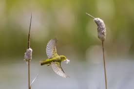 Image result for Dendroica petechia