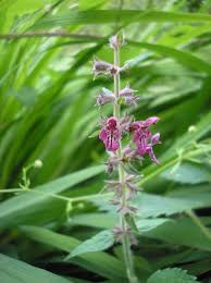Attēlu rezultāti vaicājumam “Stachys palustris leaf”