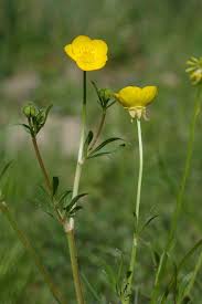 Attēlu rezultāti vaicājumam “Ranunculus bulbosus flower”