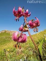 Attēlu rezultāti vaicājumam “Lilium martagon”