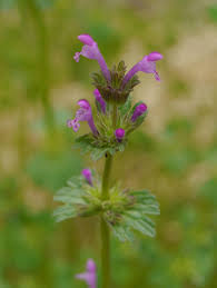 Attēlu rezultāti vaicājumam “Lamium amplexicaule flower”