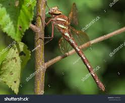 Attēlu rezultāti vaicājumam “Aeshna grandis”