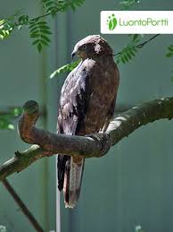 Attēlu rezultāti vaicājumam “Pernis apivorus adult”