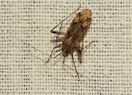 Attēlu rezultāti vaicājumam “Phytocoris longipennis”