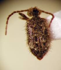 Attēlu rezultāti vaicājumam “Ptinus sp.”