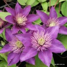 Image result for clematis multi blue