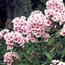 Image result for Phlox paniculata `Bright Eyes`