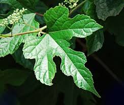 Attēlu rezultāti vaicājumam “Ampelopsis glandulosa var. brevipedunculata”