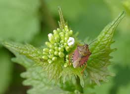 Attēlu rezultāti vaicājumam “Carpocoris sp.”