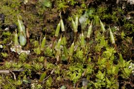 Attēlu rezultāti vaicājumam “Encalypta”