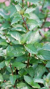 Attēlu rezultāti vaicājumam “Mentha x piperita leaf”