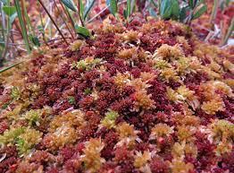 Attēlu rezultāti vaicājumam “Sphagnum balticum”