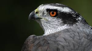 Image result for Goshawks G C