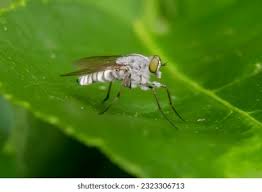 Attēlu rezultāti vaicājumam “Therevidae”