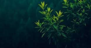 Image result for free wallpaper