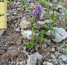 Attēlu rezultāti vaicājumam “Trichia alpina young”