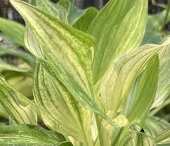 Image result for Hosta White Feather