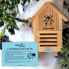 Image result for ladybug house