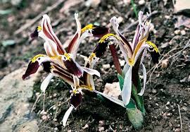 Attēlu rezultāti vaicājumam “Iris rosenbachiana flower”