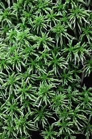 Attēlu rezultāti vaicājumam “Sphagnum girgensohnii”