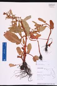 Attēlu rezultāti vaicājumam “Rumex obtusifolius”