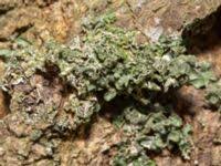 Attēlu rezultāti vaicājumam “Pleurosticta acetabulum”