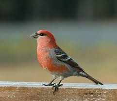 Attēlu rezultāti vaicājumam “Pinicola enucleator adult”