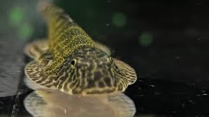 Attēlu rezultāti vaicājumam “Lophozia laxa”