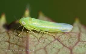 Attēlu rezultāti vaicājumam “Empoasca sp.”