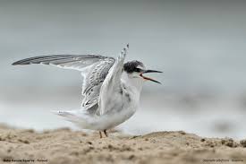 Attēlu rezultāti vaicājumam “Sternula albifrons”