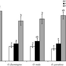 Attēlu rezultāti vaicājumam “Oenothera rubricauli flower”