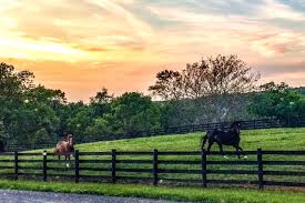 Image result for Black Horse Ballooning Club