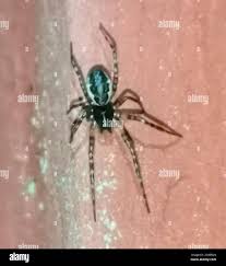 Attēlu rezultāti vaicājumam “Neriene montana”