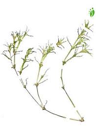 Attēlu rezultāti vaicājumam “Najas tenuissima leaf”