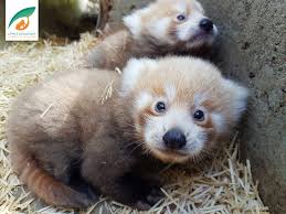 Résultat de recherche d'images pour "pandas"