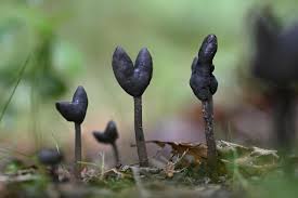 Attēlu rezultāti vaicājumam “Helvella atra”