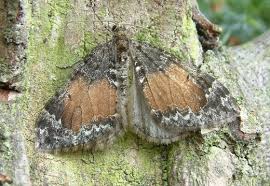 Attēlu rezultāti vaicājumam “Dysstroma truncata”