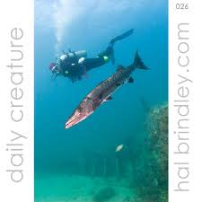 Image result for Dive Barracuda