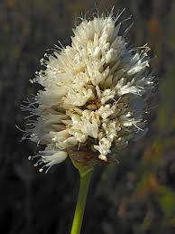 Attēlu rezultāti vaicājumam “Bistorta major flower”