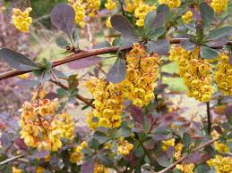 Attēlu rezultāti vaicājumam “Berberis thunbergii flower”