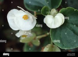 Image result for Begonia cucullata var. Hookeri