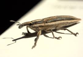 Image result for Coleoptera Curculionoidea