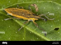 Attēlu rezultāti vaicājumam “Lixus iridis”